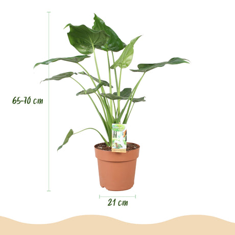 Green BoutiQ - Zimmerpflanzen - Alocasia Cucullata - Buddhas Hand - Pflegeleicht - Grün - 1 Pflanze - mit Übertopf Grau - Topf 21cm - Höhe 65-70cm