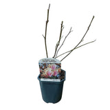 Green boutiQ - Sträucher - Magnolia Soulangiana - Blüten Hellrosa - 1 Pflanze - Laubabwerfend - Wenig Pflege - Topf 17cm Höhe 45cm