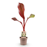 Bananier rouge d'Abyssinie Maurelii - H 70-90 cm, pot Ø21 cm