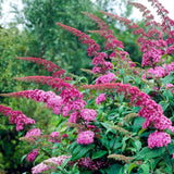 Green boutiQ - Gartenpflanze - Buddleja davidii Pink Delight - Schmetterlingsstrauch - Winterhart - Rosa - 3 Pflanzen - Topf 17cm - Höhe 45cm