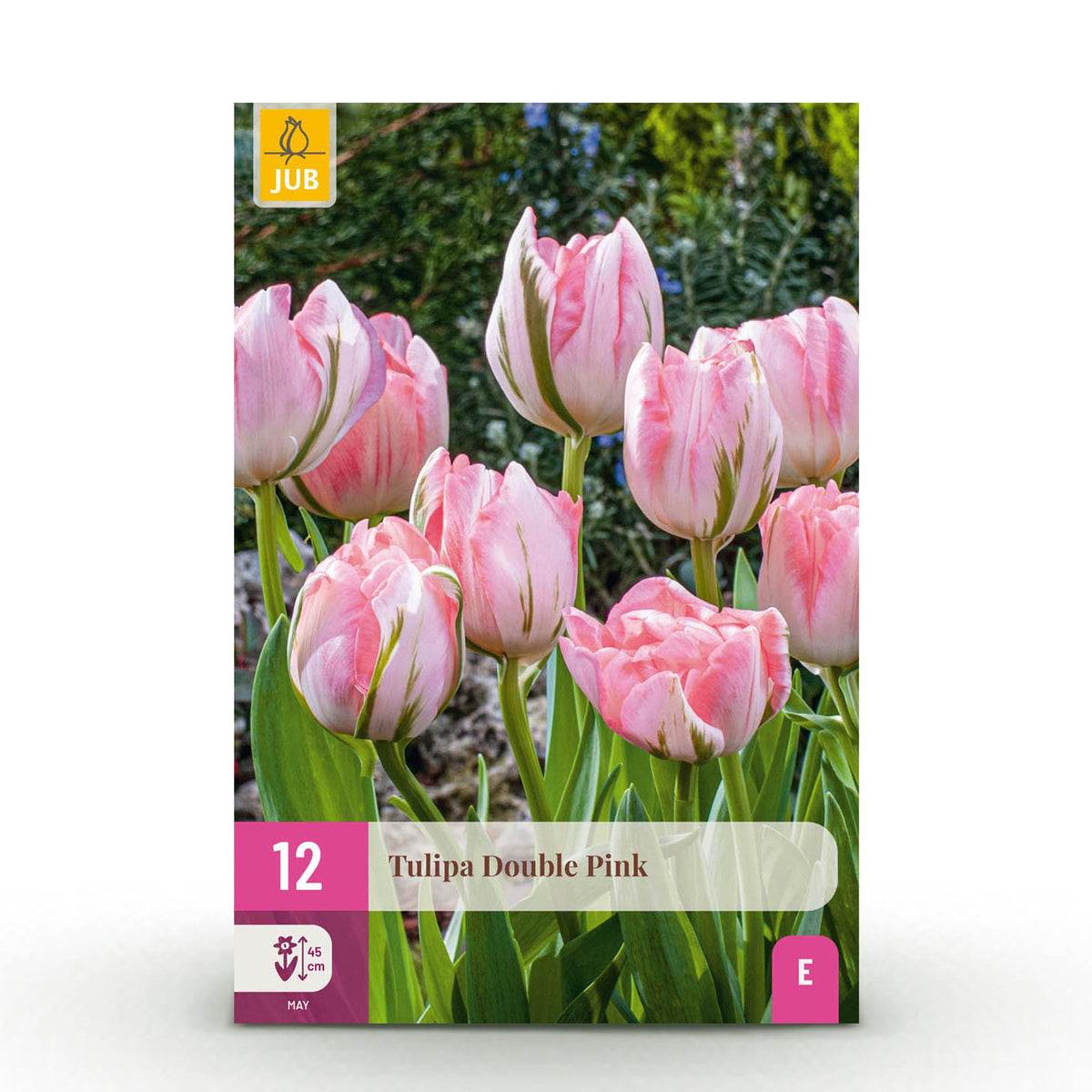 Green boutiQ - Blumenzwiebeln - Tulpe Double Pink - Farbe Rosa - 12 Stück - Zwiebelgröße 11/12 - XXL Pack