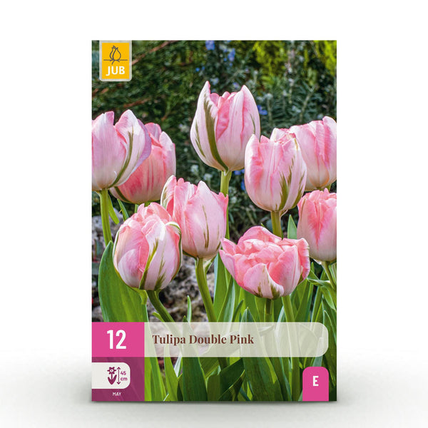 Green boutiQ - Blumenzwiebeln - Tulpe Double Pink - Farbe Rosa - 12 Stück - Zwiebelgröße 11/12 - XXL Pack