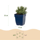 Lavande blanche Edelweiss - H 15-25 cm, pot Ø11 cm
