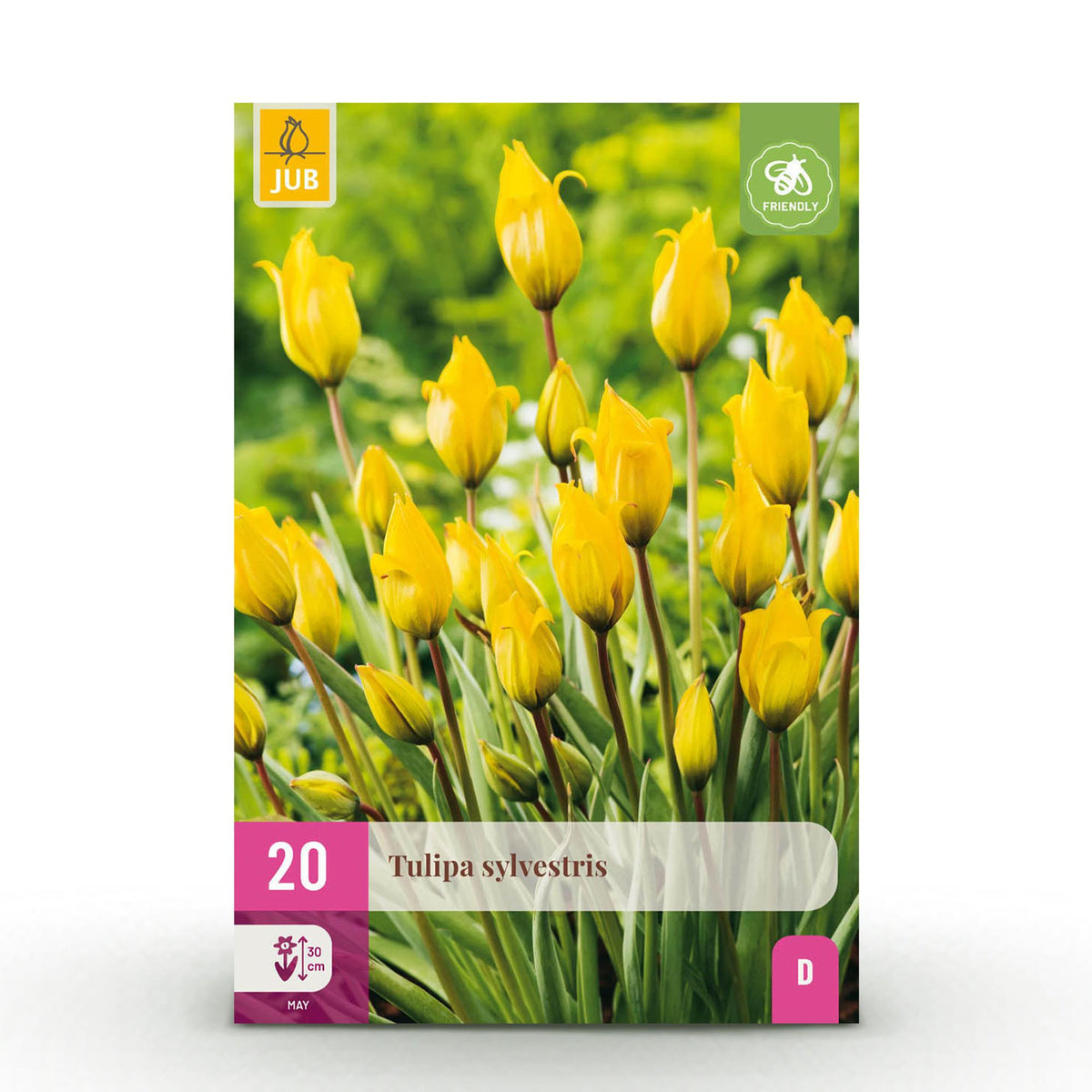 Green boutiQ - Blumenzwiebeln - Tulpe Sylvestris - Farbe Gelb - 20 Stück - Zwiebelgröße 5/6 - XXL Pack