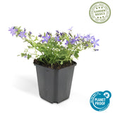 Campanule Stella en godet - Campanula poscharskyana - H 10-25 cm, pot Ø9 cm - photo 3