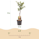 Green boutiQ - Obstbaum - Pflaumenbaum - Prunus domestica Victoria - Rote Pflaume - Topf 21cm Höhe 90cm
