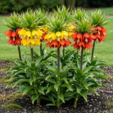 Green boutiQ - Zwiebelblumen - Fritillaria Imperialis Mix - Farbe Gelb und Orange - 3 Stück - Zwiebelgröße 18/20 - XXL Pack
