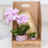 Orchidée Phalaenopsis rose-violet Mineral Frederikstad et succulente - coffret Allure violet
