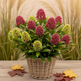 1x - Terrassenpflanze - Skimmia japonica Festival - Blüten Weiß & Rot - 15+ Blüten - 1 Pflanze - Winterhart - Topf 15cm Höhe 30cm