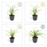 Laîche du Japon Ice Dance en godet - Carex morrowii - H 10-25 cm, pot Ø9 cm - photo 3
