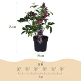 Green boutiQ - Gartenpflanze - Lenzrose - Helleborus orientalis Double Ellen Red - Rote Blüte - 1 Pflanze - Immergrün - Topf 14cm Höhe 35cm