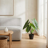 Künstliche Alocasia Polly H40cm