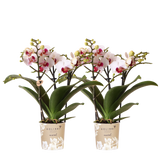 Orchidées Phalaenopsis blanches Mineral Gibraltar - lot de 2 ou 4 - pot Ø9 cm
