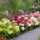 Green boutiQ - Gartenpflanze - Hydrangea paniculata Groundbreaker Blush - Greeny - Ruby - Rispenhortensie - Kompakt - Rosa-Grün-Rot - 3 Pflanzen - Topf 14cm - Höhe 20-25cm