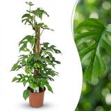 Green boutiQ - Zimmerpflanze - Mini Monstera - Monstera Minima am Moosstab - Grün - Pflegeleicht - 1 Pflanze - Topf 19cm - Höhe 90cm