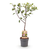 Green boutiQ - Obstpflanze - Pflaumenbaum - Prunus domestica Opal - Gelb-rote Frucht - Topf 21cm Höhe 90cm