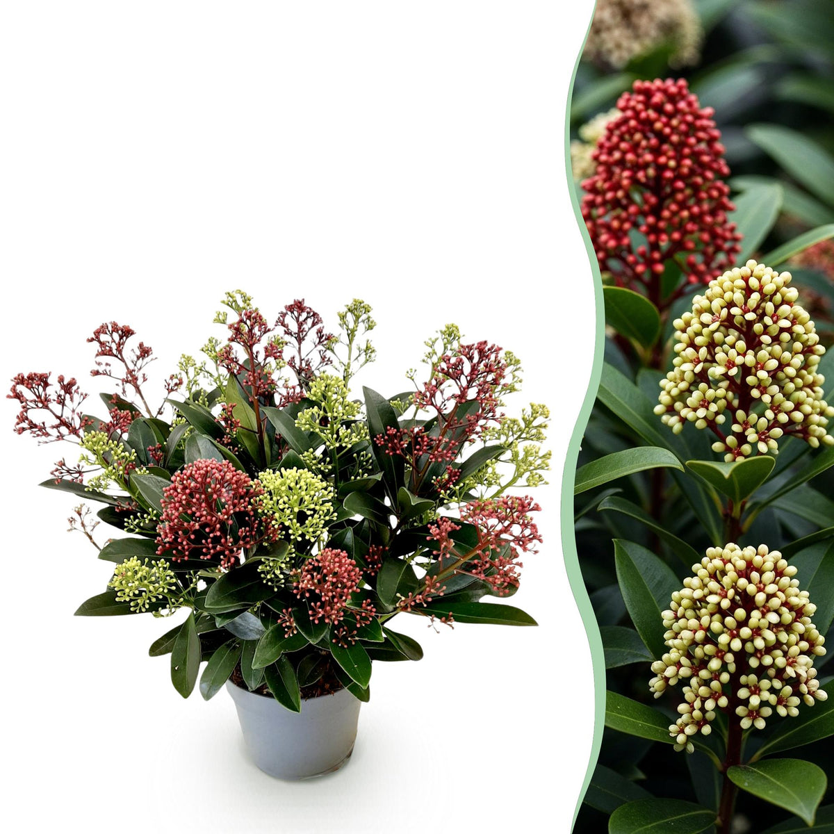 1x - Terrassenpflanze - Skimmia japonica Festival - Blüten Weiß & Rot - 15+ Blüten - 1 Pflanze - Winterhart - Topf 15cm Höhe 30cm