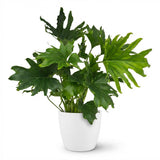 Green boutiQ - Zimmerpflanze - Philodendron - Philodendron Lickety Split - Grün - Pflegeleicht - 1 Pflanze - mit weißem Übertopf - Topf 19cm - Höhe 70cm