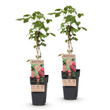 Tayberry - H 50 cm, pot Ø15 cm