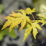 Green boutiQ - Terrasplant - Japanischer Ahorn - Acer palmatum Orange Dream - Orange - 1 Pflanze - Laubabwerfend - Topf 19cm Höhe 70cm