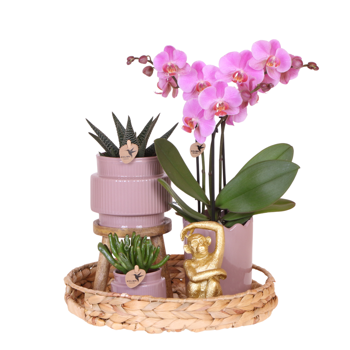Orchidée Phalaenopsis rose-violet Mineral Frederikstad et 2 succulentes - coffret Desert Summer violet - pot Ø9 cm
