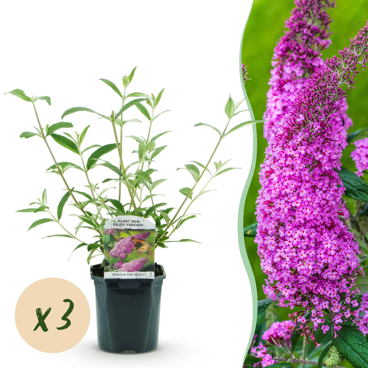 Green boutiQ - Gartenpflanze - Buddleja davidii Pink Delight - Schmetterlingsstrauch - Winterhart - Rosa - 3 Pflanzen - Topf 17cm - Höhe 45cm