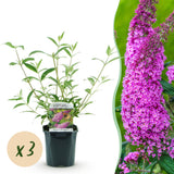 Green boutiQ - Gartenpflanze - Buddleja davidii Pink Delight - Schmetterlingsstrauch - Winterhart - Rosa - 3 Pflanzen - Topf 17cm - Höhe 45cm