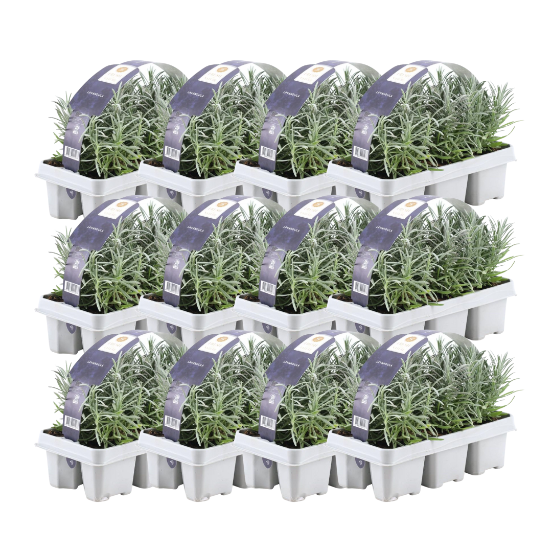 12 x 6er-Set Lavendel angustifolia – 72 x Ø7 cm – ↕15 cm