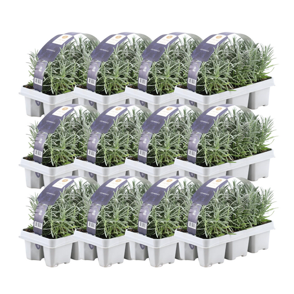 12 x 6er-Set Lavendel angustifolia – 72 x Ø7 cm – ↕15 cm
