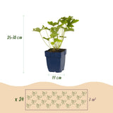 Green boutiQ - Staudenpaket - Schatten - 24 Stauden - 3 m² - Verschiedene Farben - Wenig Pflegeaufwand - Topf 11cm