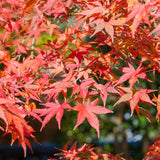 Green boutiQ - Terrassenpflanze - Japanischer Ahorn - Acer palmatum Shaina - Rot - 2 Pflanzen - Laubabwerfend - Topf 19cm Höhe 70cm