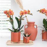 Kolibri Orchids | Orange Phalaenopsis Orchidee - Mineral Bolzano - Topfgröße Ø9cm | blühende Zimmerpflanze - frisch vom Züchter