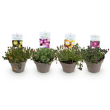 Green boutiQ - Bodendecker - Winterhart - Delosperma Jewel of Dessert - 4 Pflanzen - Farben Rot - Orange - Lila - Rosa - Pflegeleicht - Topf 14 Höhe 17