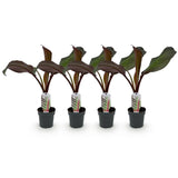 Green boutiQ - Fruitplant - Bananenpflanze - Ensete ventricosum Maurelli - Winterhart - 4 Pflanzen - Topf 12cm Höhe 30cm