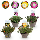 Green boutiQ - Bodendecker - Winterhart - Delosperma Jewel of Dessert - 4 Pflanzen - Farben Rot - Orange - Lila - Rosa - Pflegeleicht - Topf 14 Höhe 17