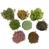 Green boutiQ - Bodendecker - Winterhart - Alpen-Mischung - 8 Pflanzen - Diverse Farben - Pflegeleicht - Topf 14 Höhe 17