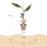 Green boutiQ - Obstpflanze - Japanische Faserbanane - Musa Ever Red - Winterhart - Topf 21cm Höhe 90cm