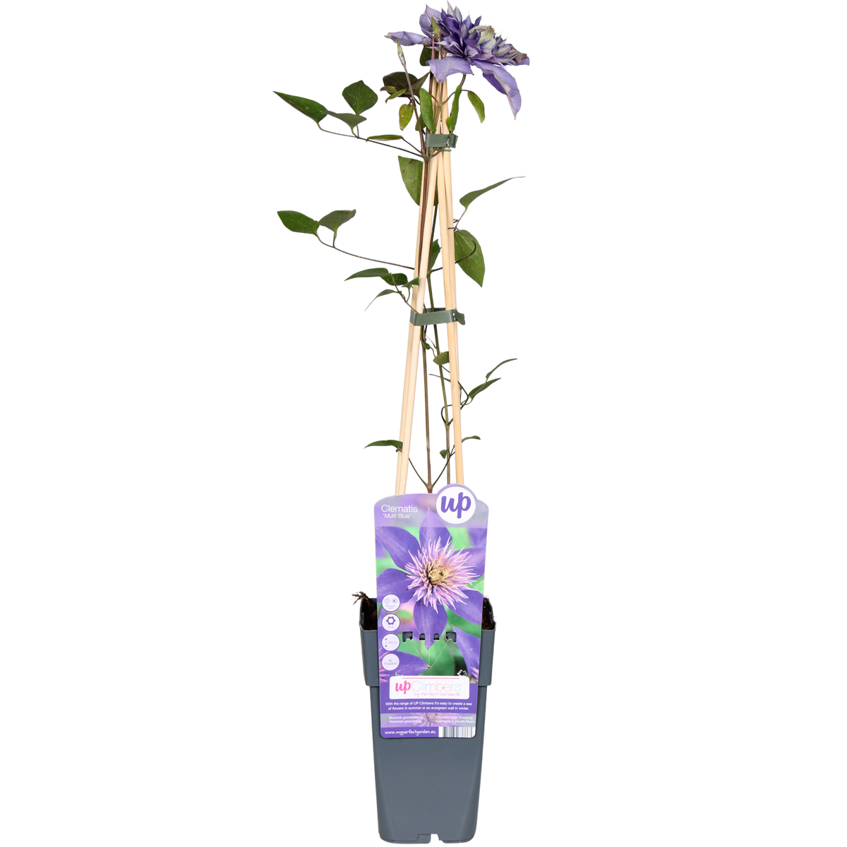 Waldrebe Multi Blue - Clematis Blauw - Ø15cm - ↕65cm