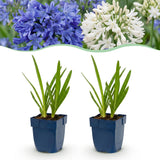 Duo d'agapanthes bleu et blanc - H 15-25 cm, pot Ø11 cm