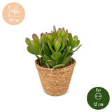 Arbre de jade avec paniers - Crassula ovata - lot de 4