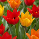 Tulipe botanique praestans en mélange - 100 bulbes