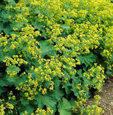 Alchémille en godet - Alchemilla mollis - H 10-25 cm, pot Ø9 cm - photo 4