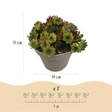 Green boutiQ - Bodendecker - Winterhart - Sempervivum Big Sam - 4 Pflanzen - Verschiedene Farben - Pflegeleicht - Topf 14 Höhe 17