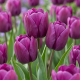 Tulipe triomphe violette - 120 bulbes