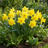 Narcisse Carlton