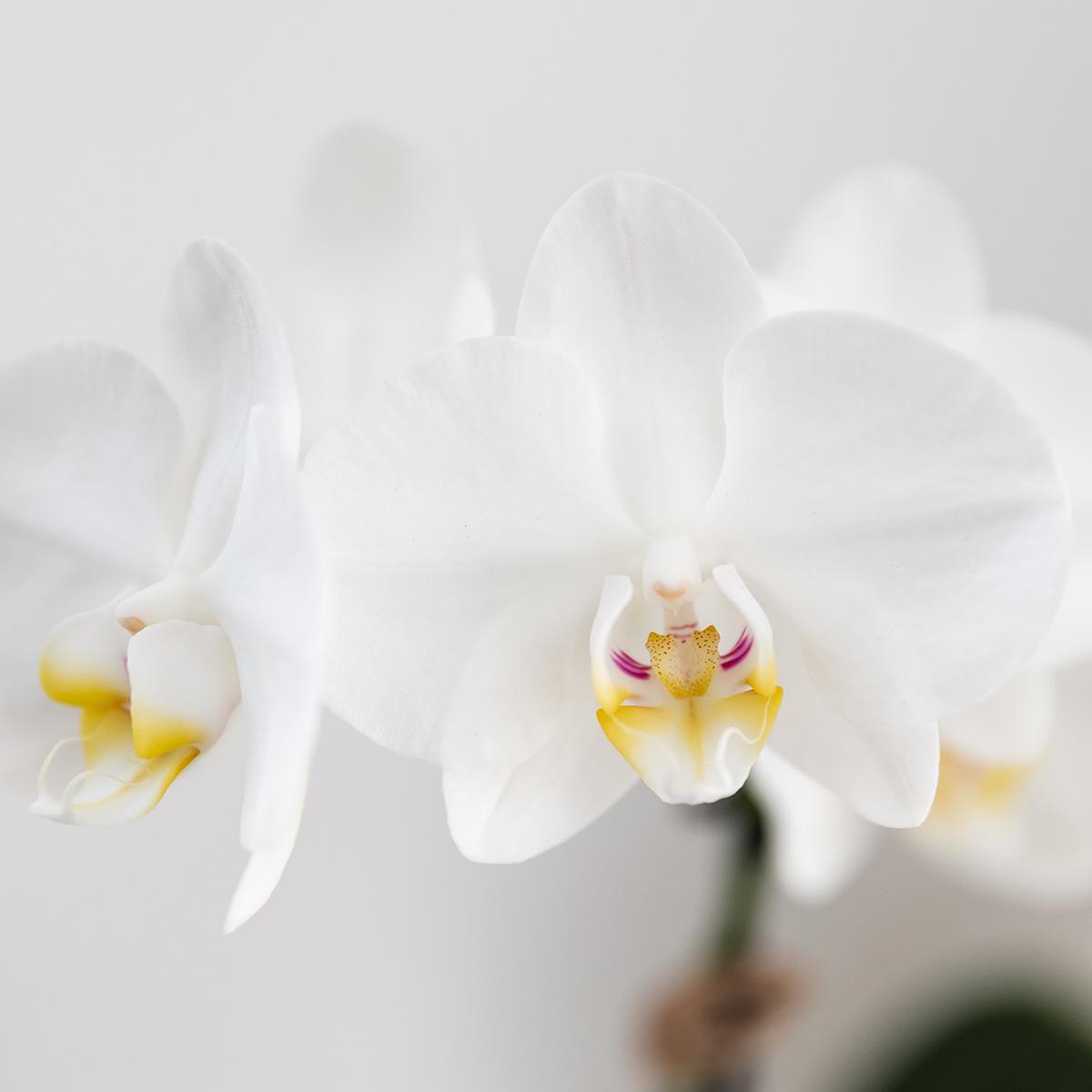 Kolibri Orchids | Witte Amabilis Orchidee + Bold Cognac Übertopf – Topfgröße Ø9cm | blühende Zimmerpflanze – frisch vom Züchter