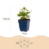 Anémones du Japon en mélange - H 15-25 cm, pot Ø11 cm - photo 3