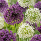 Ail d'ornement en mélange violet et blanc - 80 bulbes