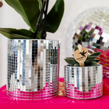 Kolibri Company | Pflanzenset Disco | Violette Wiener Orchidee Ø9cm + Sukkulente inkl. dekorativer Keramiktöpfe