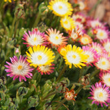 Green boutiQ - Bodendecker - Winterhart - Delosperma Jewel of Dessert - 4 Pflanzen - Farben Rot - Orange - Lila - Rosa - Pflegeleicht - Topf 14 Höhe 17
